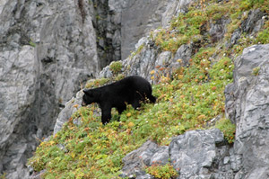 Kenaj Fjords National Park