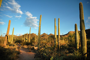 Saguaro National Park