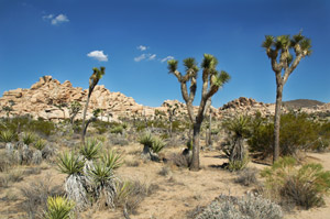 Joshua Tree National Park