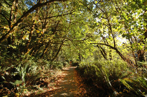 Redwood National Park