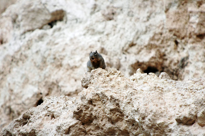 Montezuma_Castle_NM_011