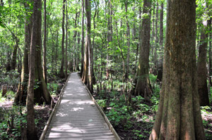 Congaree National Park